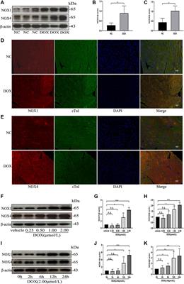 Setanaxib (GKT137831) Ameliorates Doxorubicin-Induced Cardiotoxicity by Inhibiting the NOX1/NOX4/Reactive Oxygen Species/MAPK Pathway